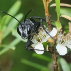 Sphecinae sp. (subfamily) at Nimmo, NSW - 30 Jan 2019 01:31 PM