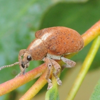 Gonipterus sp. (genus) (Eucalyptus Weevil) at Nimmo, NSW - 30 Jan 2019 by Harrisi