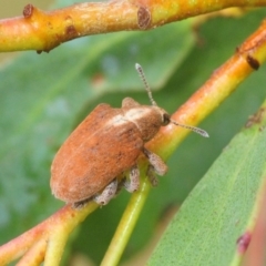 Gonipterus sp. (genus) at Nimmo, NSW - 30 Jan 2019 01:22 PM