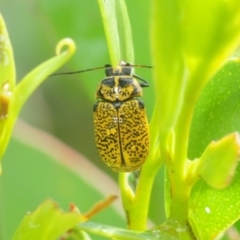 Aporocera (Aporocera) erosa (A leaf beetle) at Nimmo, NSW - 30 Jan 2019 by Harrisi