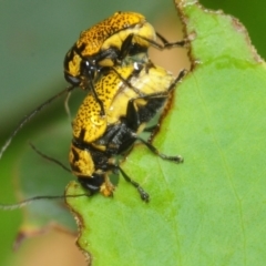 Aporocera (Aporocera) erosa at Nimmo, NSW - 30 Jan 2019