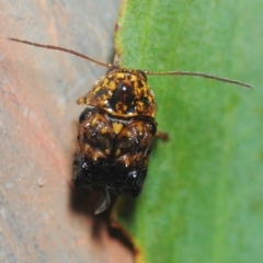 Cadmus (Cyphodera) chlamydiformis (Leaf beetle) at Nimmo, NSW - 30 Jan 2019 by Harrisi