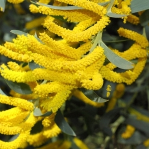 Acacia pycnostachya at Acton, ACT - 23 Oct 2018 01:47 PM