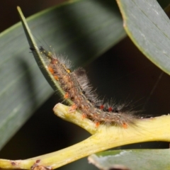 Acacia pycnostachya at Acton, ACT - 23 Oct 2018