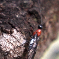 Pycnobraconoides sp. (genus) (A Braconid wasp) at Majura, ACT - 23 Jan 2019 by jb2602