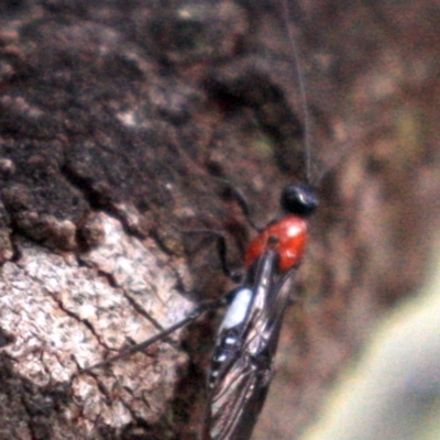 Pycnobraconoides sp. (genus) (A Braconid wasp) at Mount Ainslie - 23 Jan 2019 by jb2602