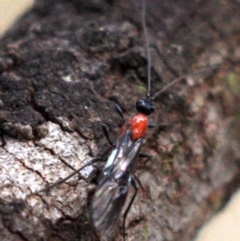 Pycnobraconoides sp. (genus) at Majura, ACT - 23 Jan 2019