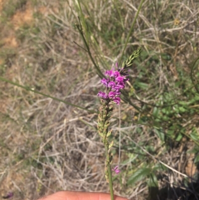 Cullen microcephalum (Dusky Scurf-pea) at Denman Prospect, ACT - 26 Nov 2018 by RichardMilner