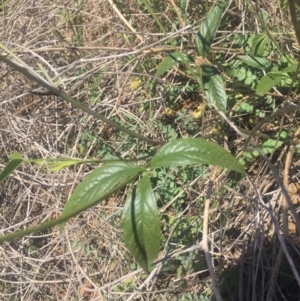 Cullen microcephalum at Molonglo River Reserve - 26 Nov 2018