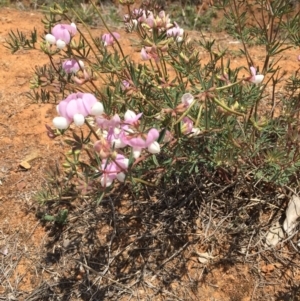 Lotus australis at Red Hill, ACT - 30 Nov 2018