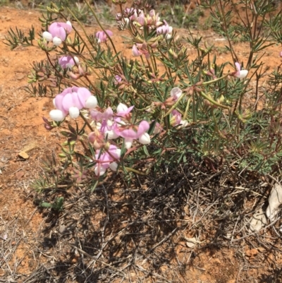Lotus australis (Austral Trefoil) at Red Hill, ACT - 30 Nov 2018 by RichardMilner
