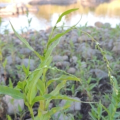 Persicaria hydropiper (Water Pepper) at Greenway, ACT - 9 Jan 2019 by MichaelBedingfield