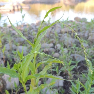 Persicaria hydropiper (Water Pepper) at Greenway, ACT - 9 Jan 2019 by michaelb