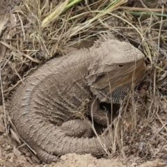 Pogona barbata (Eastern Bearded Dragon) at Gundaroo, NSW - 28 Mar 2016 by Gunyijan