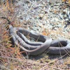 Pseudonaja textilis (Eastern Brown Snake) at Gundaroo, NSW - 6 Jun 2016 by Gunyijan