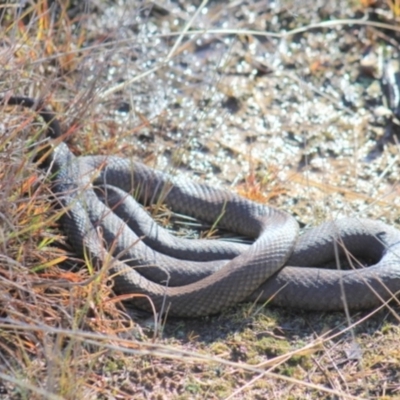 Pseudonaja textilis (Eastern Brown Snake) at Gundaroo, NSW - 6 Jun 2016 by Gunyijan