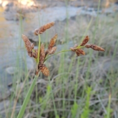 Schoenoplectus validus (River Club-rush) at Bullen Range - 9 Jan 2019 by michaelb