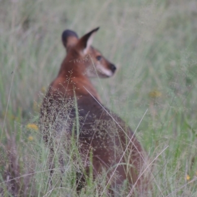 Notamacropus rufogriseus (Red-necked Wallaby) at Pine Island to Point Hut - 9 Jan 2019 by michaelb