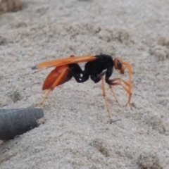 Cryptocheilus bicolor (Orange Spider Wasp) at Greenway, ACT - 9 Jan 2019 by MichaelBedingfield