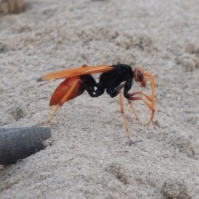 Cryptocheilus bicolor (Orange Spider Wasp) at Greenway, ACT - 9 Jan 2019 by michaelb