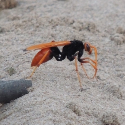 Cryptocheilus bicolor (Orange Spider Wasp) at Pine Island to Point Hut - 9 Jan 2019 by michaelb