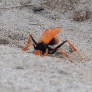 Cryptocheilus bicolor at Greenway, ACT - 9 Jan 2019