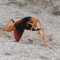 Cryptocheilus bicolor at Greenway, ACT - 9 Jan 2019