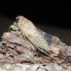 Galanga labeculata (Double-spotted cicada) at Conder, ACT - 12 Jan 2019 by MichaelBedingfield