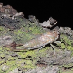 Galanga labeculata at Conder, ACT - 12 Jan 2019 01:09 AM