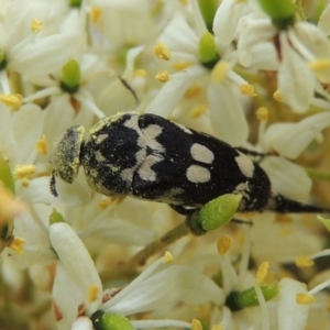 Hoshihananomia leucosticta at Conder, ACT - 7 Jan 2019 05:58 PM