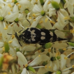 Hoshihananomia leucosticta at Conder, ACT - 7 Jan 2019