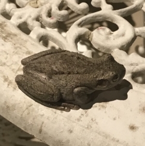 Litoria peronii at Jerrabomberra, NSW - 31 Jan 2019