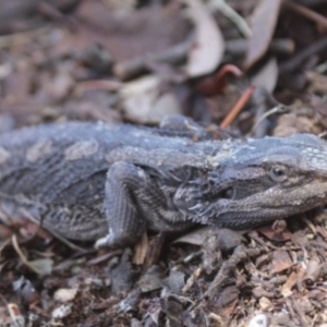 Pogona barbata at Gundaroo, NSW - 13 Dec 2014