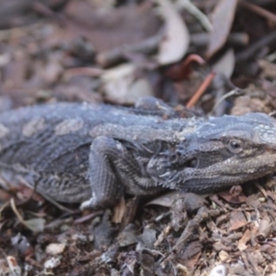Pogona barbata (Eastern Bearded Dragon) at Gundaroo, NSW - 13 Dec 2014 by Gunyijan