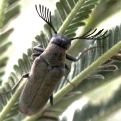 Euctenia sp. (genus) (Wedge-shaped beetle) at Mount Ainslie - 26 Jan 2019 by jbromilow50