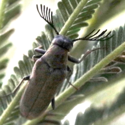 Euctenia sp. (genus) (Wedge-shaped beetle) at Ainslie, ACT - 26 Jan 2019 by jbromilow50