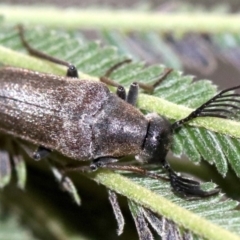 Euctenia sp. (genus) at Ainslie, ACT - 26 Jan 2019