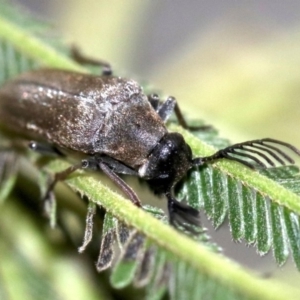 Euctenia sp. (genus) at Ainslie, ACT - 26 Jan 2019