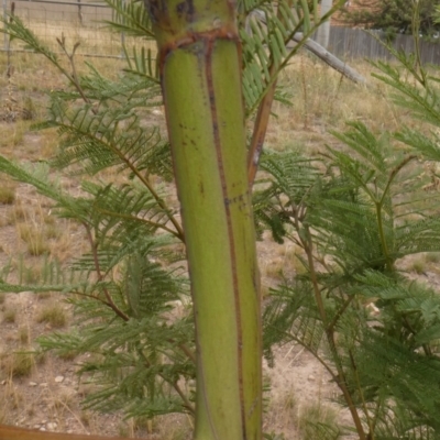 Acacia decurrens (Green Wattle) at Tuggeranong Hill - 1 Feb 2019 by Owen