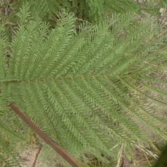 Acacia decurrens at Theodore, ACT - 1 Feb 2019