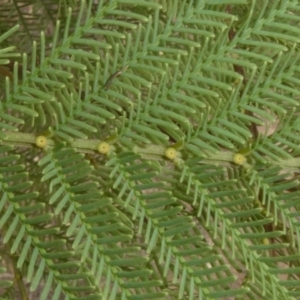 Acacia decurrens at Theodore, ACT - 1 Feb 2019 01:13 PM