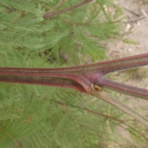 Acacia decurrens at Theodore, ACT - 1 Feb 2019