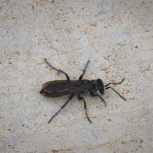 Sphecidae or Crabronidae (families) at Paddys River, ACT - 1 Feb 2019