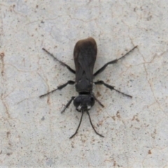 Sphecidae or Crabronidae (families) at Paddys River, ACT - 1 Feb 2019 02:17 PM