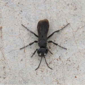 Sphecidae or Crabronidae (families) at Paddys River, ACT - 1 Feb 2019 02:17 PM