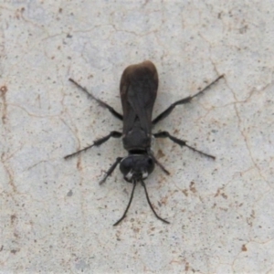 Sphecidae or Crabronidae (families) at Paddys River, ACT - 1 Feb 2019