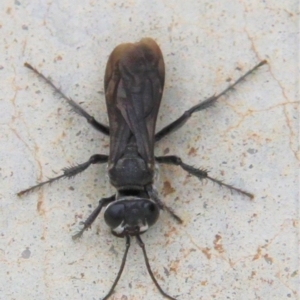 Sphecidae or Crabronidae (families) at Paddys River, ACT - 1 Feb 2019 02:17 PM