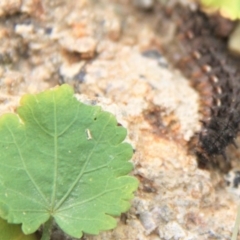 Junonia villida at Paddys River, ACT - 1 Feb 2019