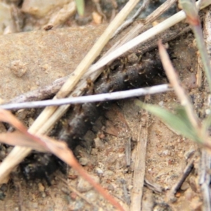 Junonia villida at Paddys River, ACT - 1 Feb 2019