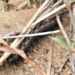 Junonia villida at Paddys River, ACT - 1 Feb 2019